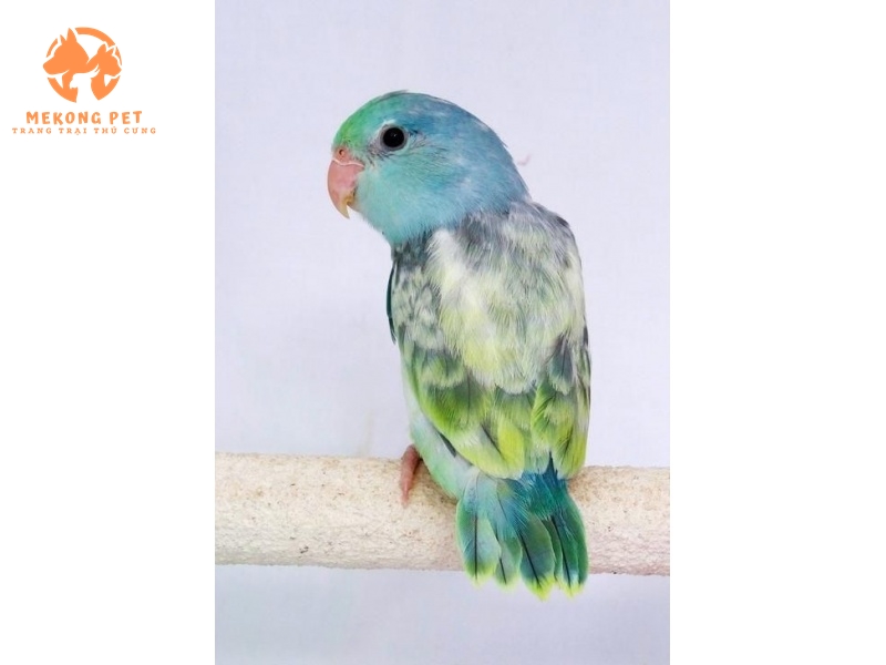 Cung cấp vẹt parrotlet giá sỉ lẻ toàn quốc